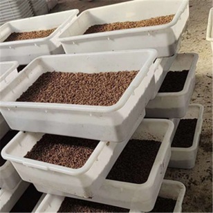 黑水虻養(yǎng)殖專(zhuān)用塑膠箱