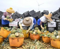 帕仂塑料筐助力徐聞菠蘿收購(gòu)