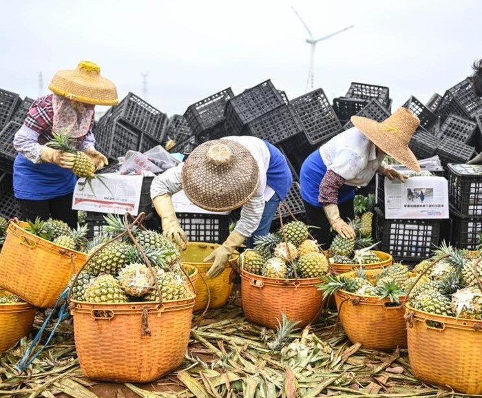 可以移動的催熟箱